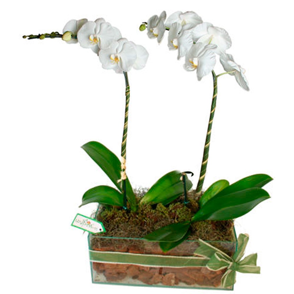 Orquídeas Phalaenopsis na Floricultura Uniflores Brasil