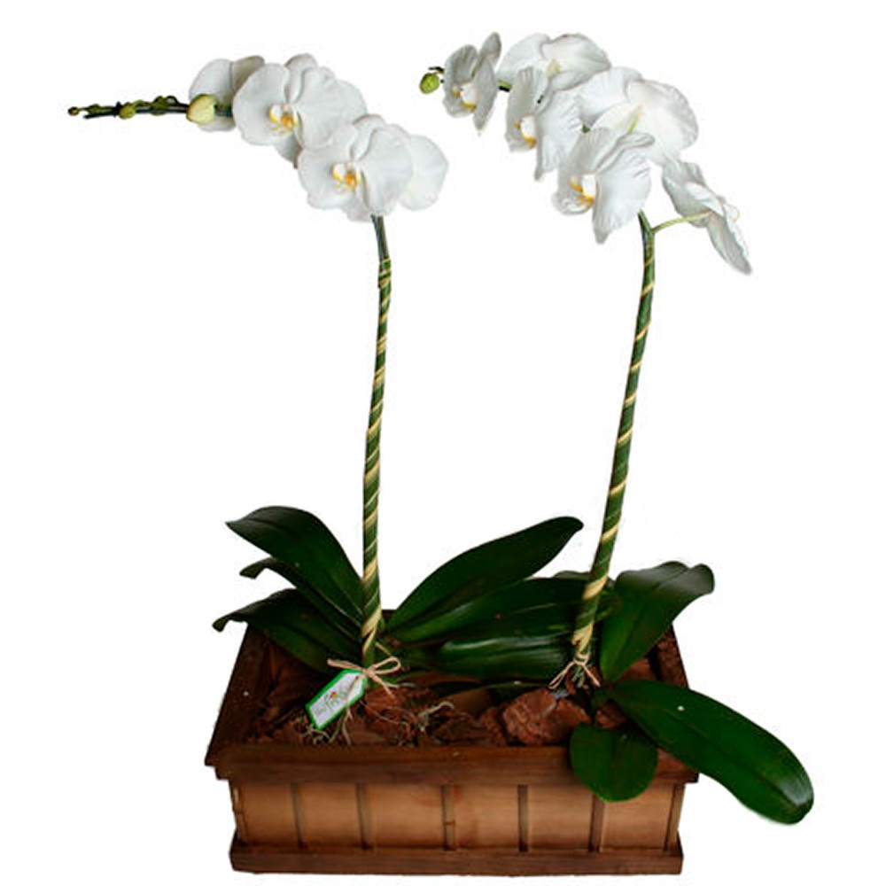 Orquídeas Phalaenopsis na Floricultura Uniflores Brasil