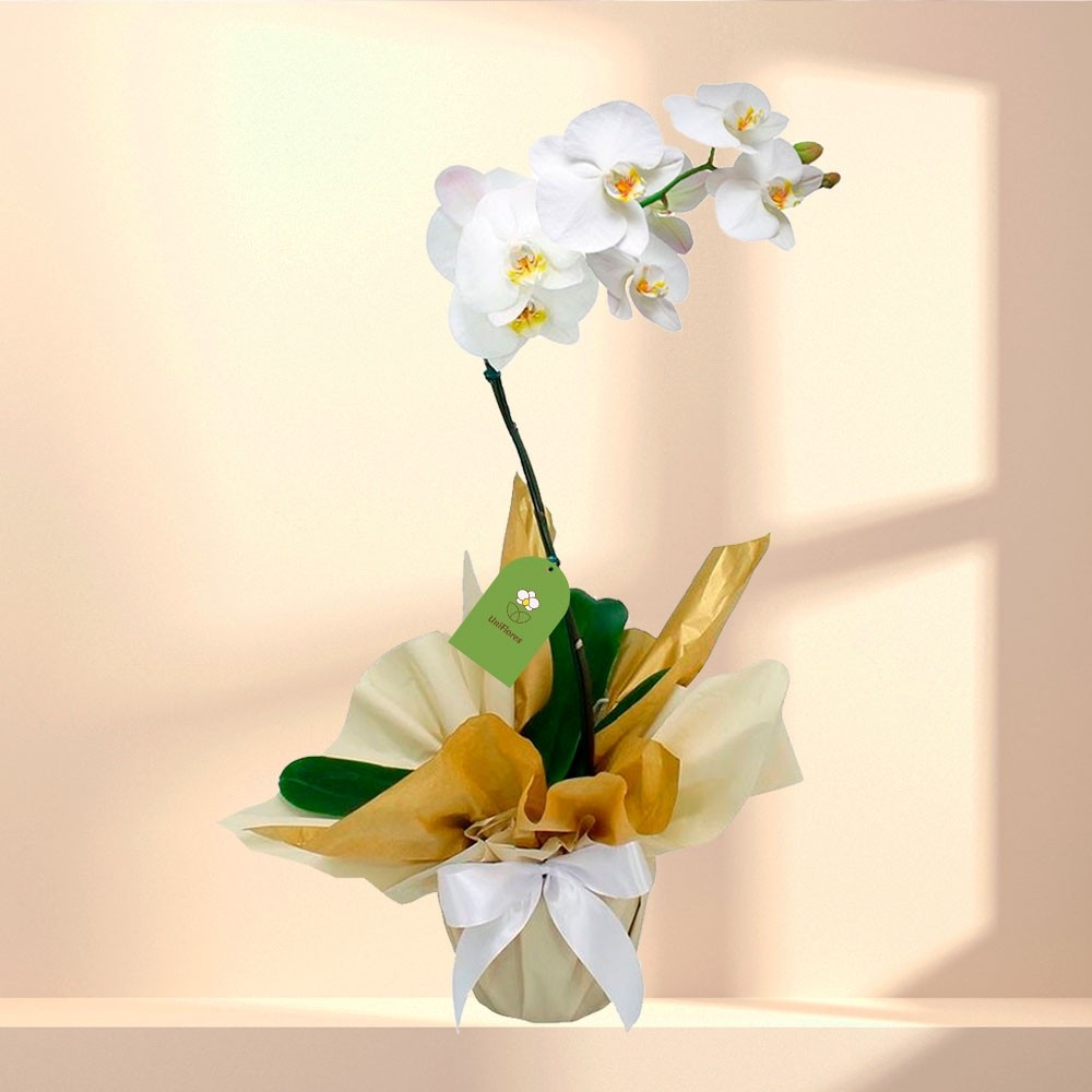 Orquídea Phalaenopsis Branca - Uniflores