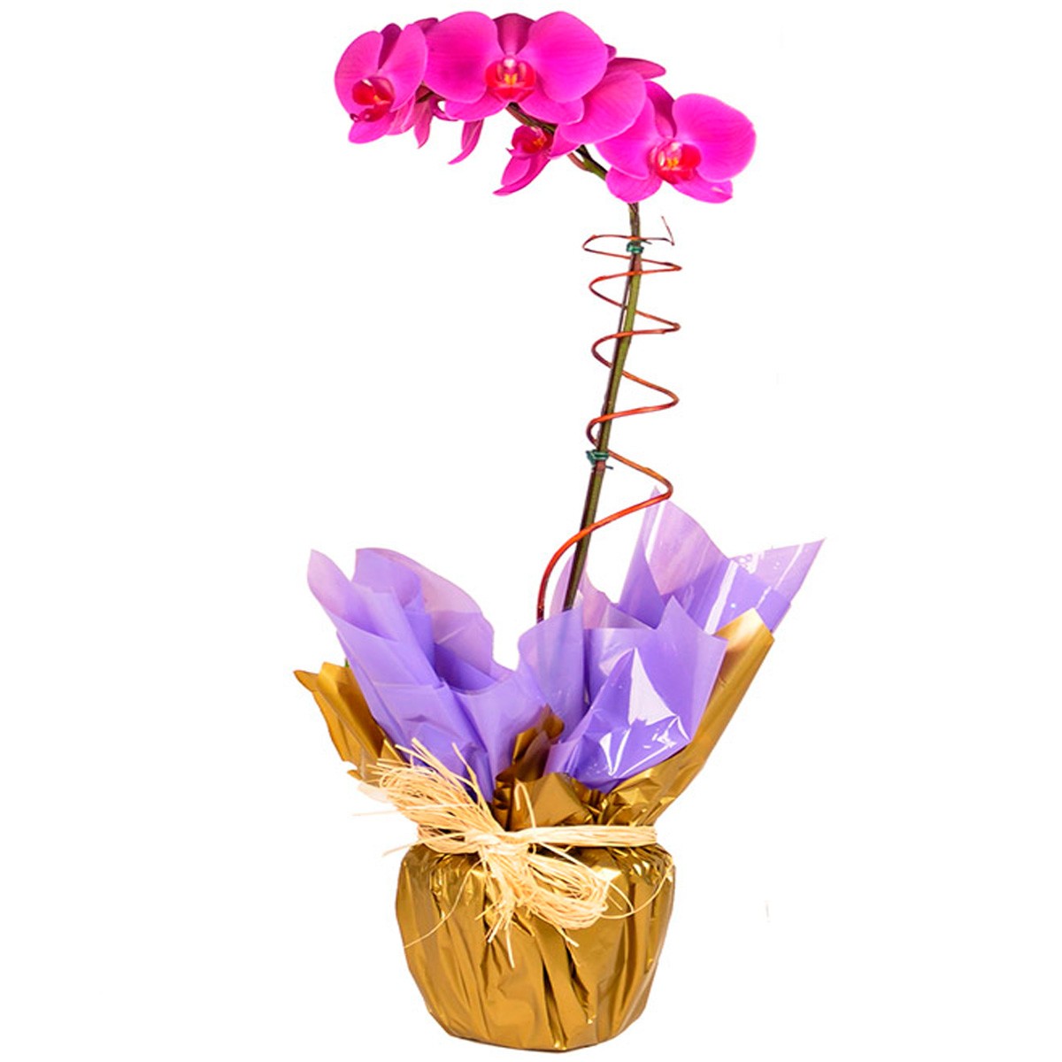 Orquídea Lilás - Uniflores