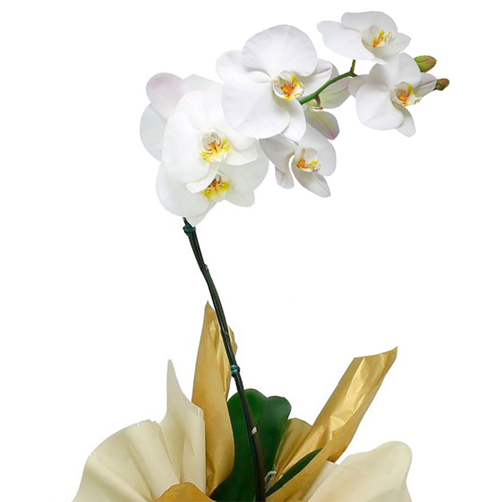 Orquídea Especial para o Dia das Mães