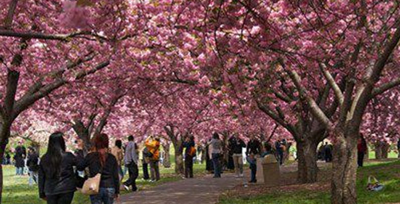 Nossa Floricultura On line atende em Aricanduva Nossa Floricultura Online atende em Aricanduva