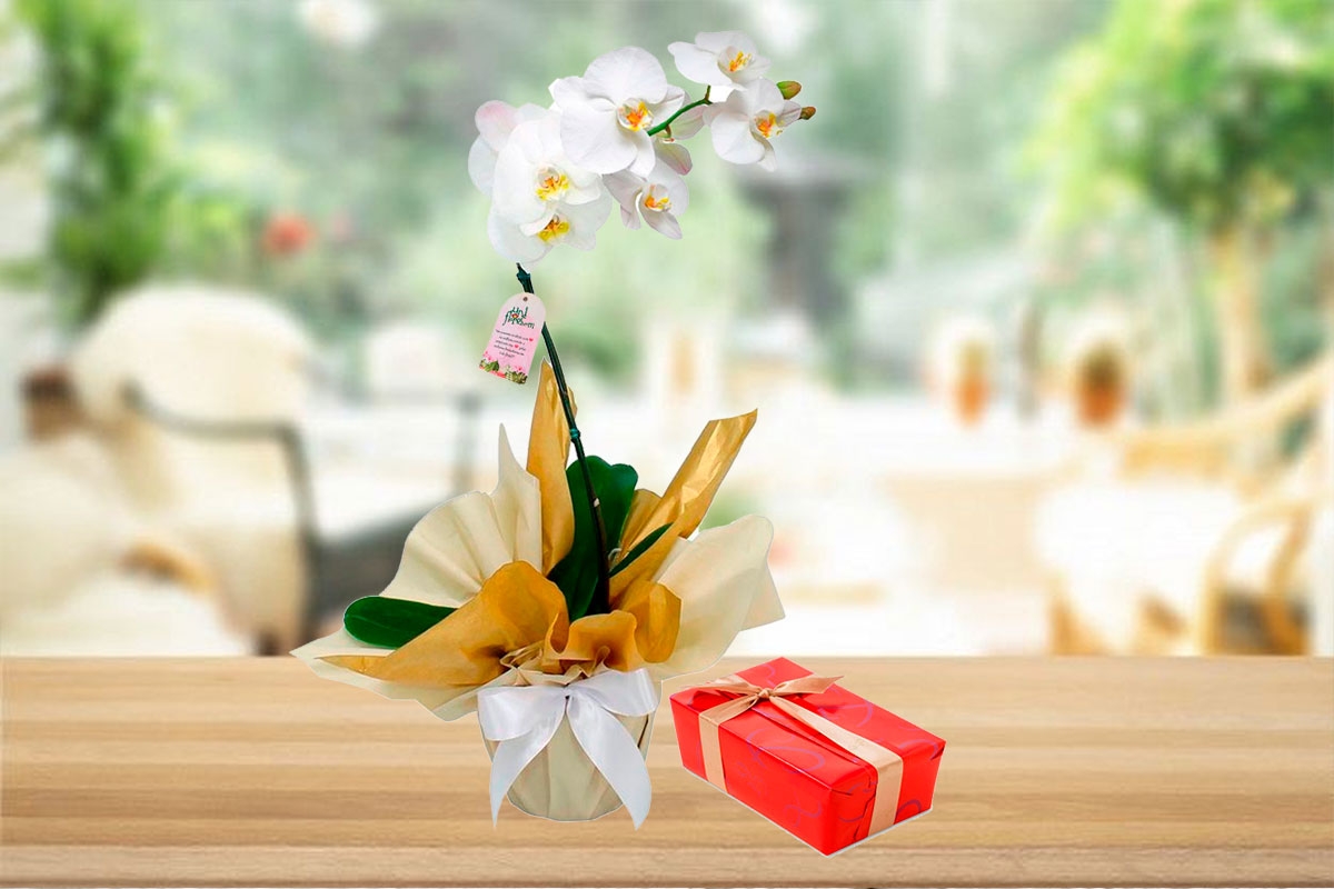 Orquídea com Bombons Orquídea com Bombons